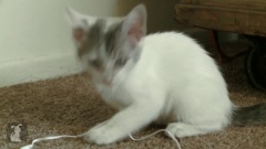 Kittens Play With Earbuds