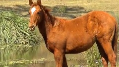 The Horse