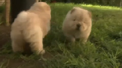 Chow Puppy Sets A Booby Trap