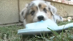 Aussie Puppies Want To Eat Your Slippers