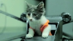 Jedi Kittens Strike Back