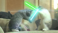 Jedi Kittens