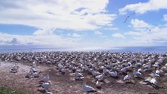 Wildlife