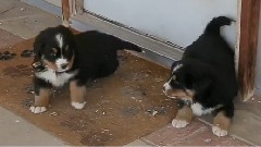 Bernese Mountain Dog Puppies