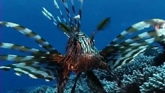 Most Amazing Sea Life On Earth