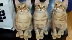 Забавни котенца