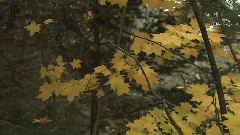 Living Landscapes Fall In New England