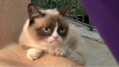 Grumpy Cat Finds Her Disney Side