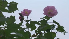 秋到一师