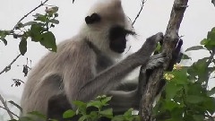Elephants &amp Gray Langurs