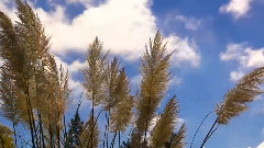 VanDusen Botanical Garden