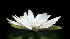 The Water Lily