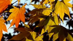 Autumn In The Forest