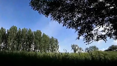 Bindweed Above The Water (Вьюн над водой)
