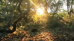 Glow of Autumn