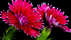 Flowers Opening Timelapse