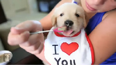 Golden Retriever Puppies Are The Best In 60's